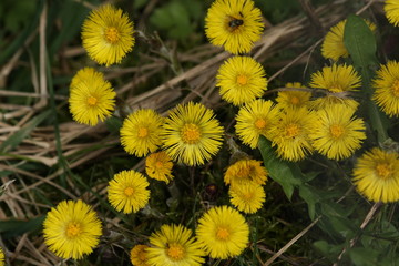Tussilage (Tussilago farfara)