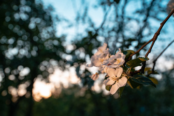 blooming apple tree