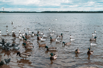 gulls and ducks on the embankment of the Valdai lake