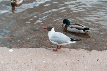 gulls and ducks on the embankment of the Valdai lake