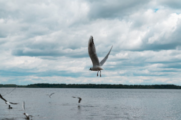 gulls and ducks on the embankment of the Valdai lake