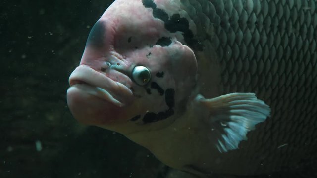 A close-up video of an ugly looking Giant Gourami fish swimming at the zoo.