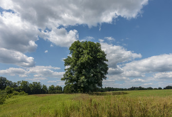 Big Maple Tree in a Sunny Hudson Valley Field