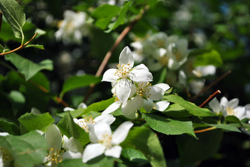 Fototapeta premium White jasmine flowers blooming on bush, dark green blurry background