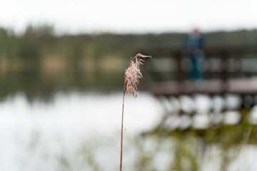 kavyll on the shore against the backdrop of the lake