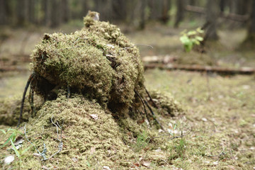 In the Valdai Forest