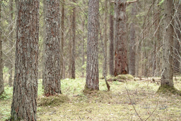 In the Valdai Forest