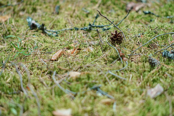 In the Valdai Forest