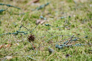 In the Valdai Forest