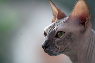 portrait of a cat of a sphinx looks in the eye