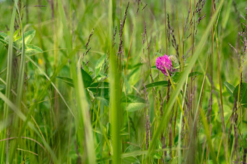 pink flower and grass