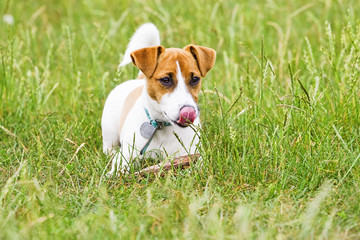 Jack Russell playing with tree bark