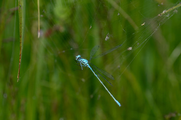 blue dragonfly and cobweb
