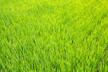 新緑の稲