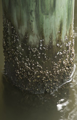 Barnacles forming on a Pier Post