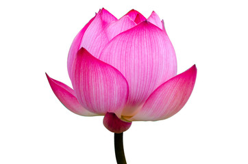 Lotus flower isolated on white background ,clipping path