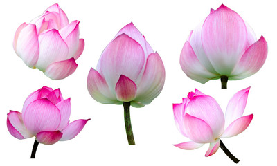 Set of beautiful pink lotus flower isolated on white background,clipping path