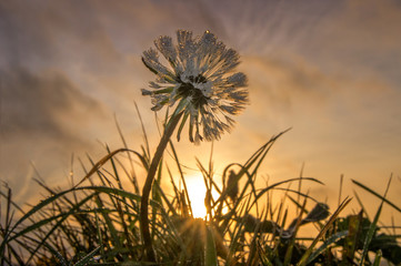 Dandielion seeds at Sunrise
