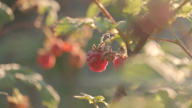 Raspberry on branch in garden. Large juicy ripe raspberries on branches, sunny summer day. Close up view of a ripe red raspberry fruit.