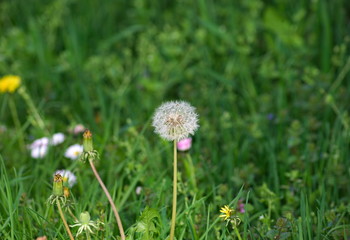 Dandelion Blowball flower on green grass background during spring time