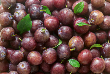 Fresh bright plums and leaves forming a background.