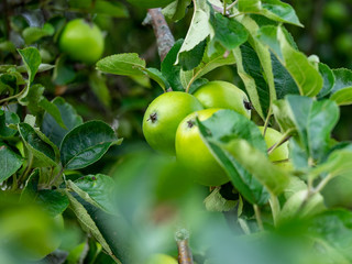 Grüne Äpfel am Baum