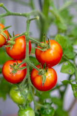Tomaten am Strauch