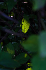 Shy leaves of Shadow