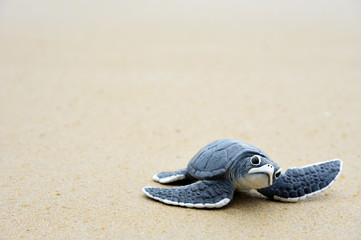 Little turtle on the beach,Copy space.