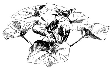 Zucchini hand drawn vector sketch