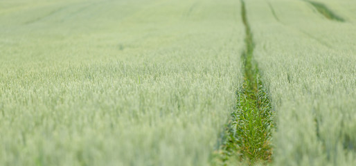 View on beautiful green rye field. Agriculture, farming. Landscape with wheat field.