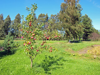 Young apple tree