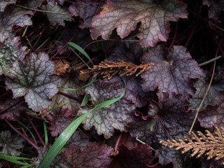 Fototapeta premium Botanical Garden