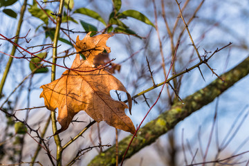 Close up of a Leaf on Tree Banch with Melting Frost on a Sunny Winter Morning