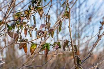 Leaves on a Tree Branch Covered in Frost on a Cold Winter Morning.