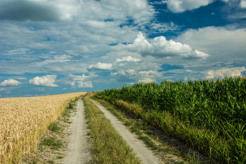 Road through fields on a hill and white clouds in the sky