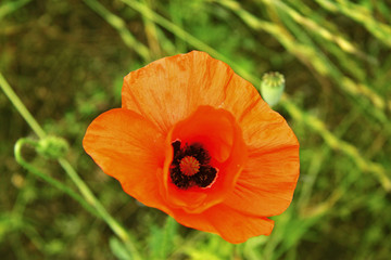 Fototapeta premium Poppy flower on the field of wheat summertime