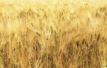 Golden Ears On The Summer Field Before Harvest