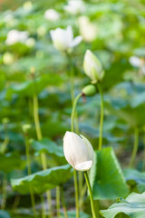 a lotus flower leaf of Summer