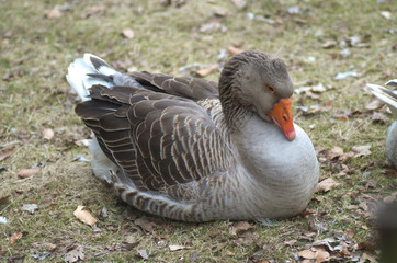 Grey Goose lying on the ground