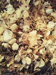 Autumn leaves . This photo was taken In Souss area (Agadir) Morocco 