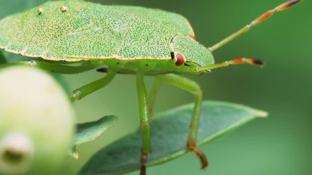 Insect bug Palomena Prasina sits on a green leaf of the plant. Macro shot.