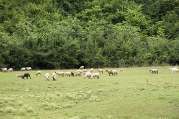 Obraz premium Flock of sheep in the Romanian countryside