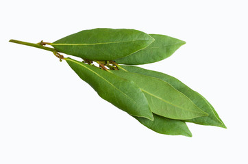 Raw green Laurel leaves