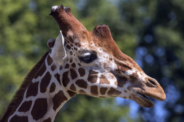 protected animals kept in a safari park
