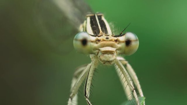 Portrait of a dragonfly Coenagrion on a green-gray background. Macro shot.
