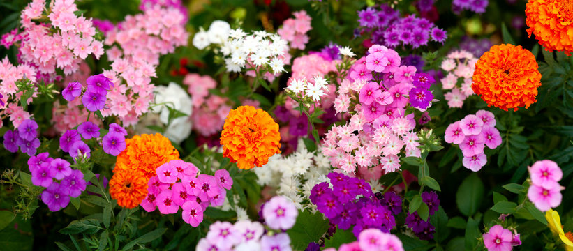 Panorama of colorful summer flowers. Flower bed of phlox and marigold flowers. Panorama of bright summer flowers in urban conditions.