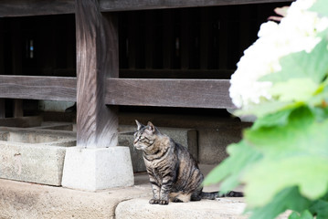 軒下の猫