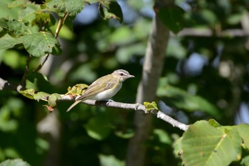 Red eyed Vireo 