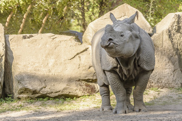 Fototapeta premium Huge Rhinoceros Walk